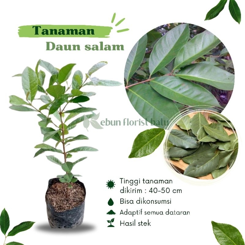 Bibit Tanaman Daun Salam / Bibit Pohon Salam - bibit daun rempah