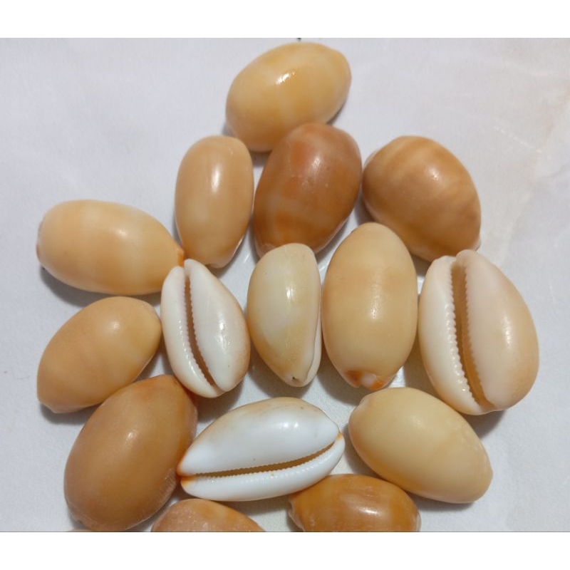 cangkang kerang kuwuk kuning 1 pcs