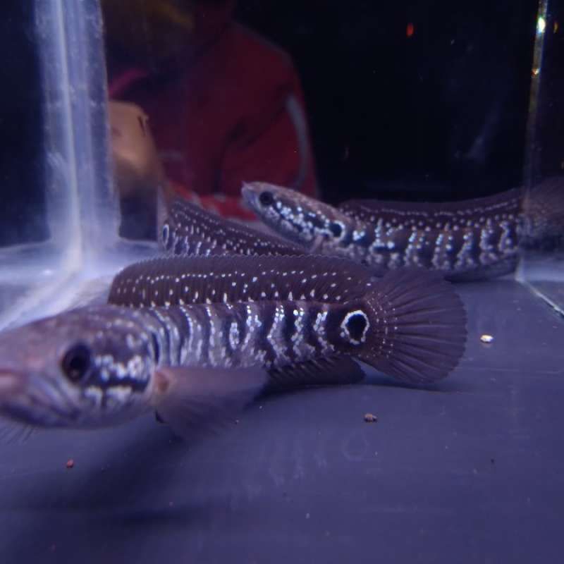 Channa asiatica ws 20cm galak