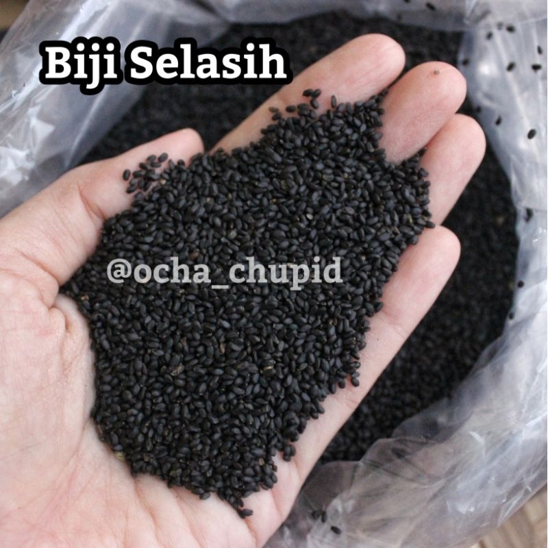 

selasih 1kg