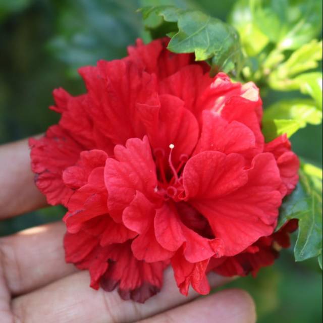 Pohon Kembang Sepatu Merah Tumpuk