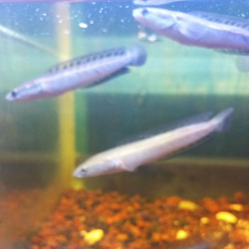 ( C.O.D ) BABY CHANNA YS 10-15CM MURAH...