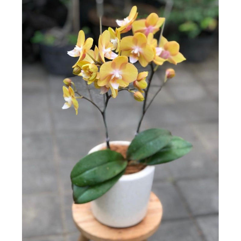 anggrek bulan spike kuning strip spike jumbo