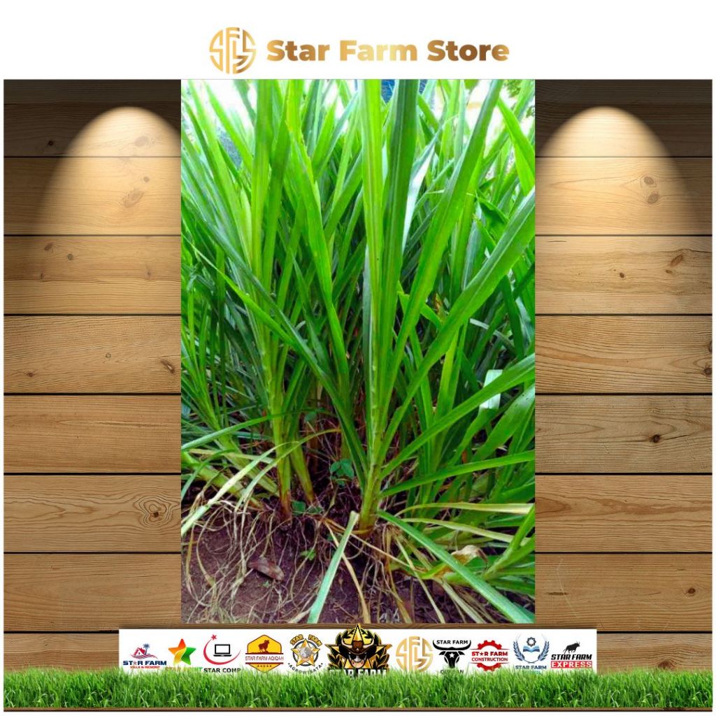 Bibit Rumput Odot 500 Stek