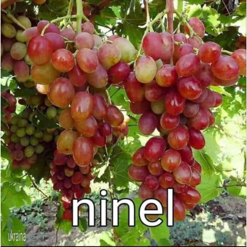 Bibit Anggur Import Ninel Berbunga / Berbuah