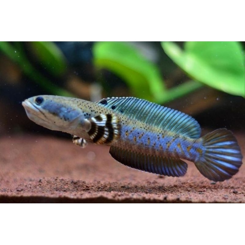 Channa pulchra 7-11cm bahan ajib