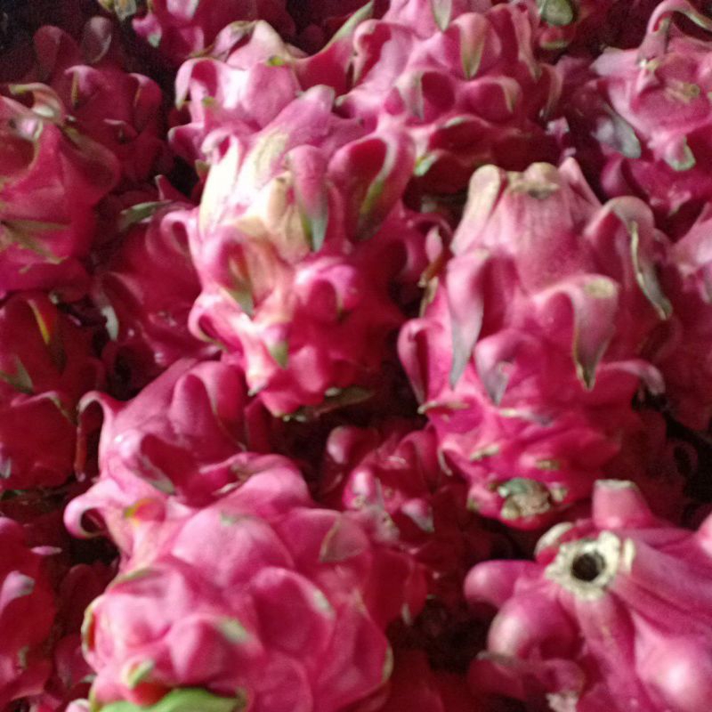 

buah naga merah