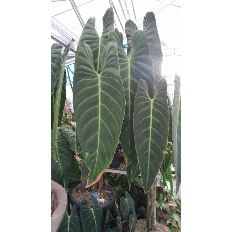 tanaman hias philodendron melano narrow jumbo