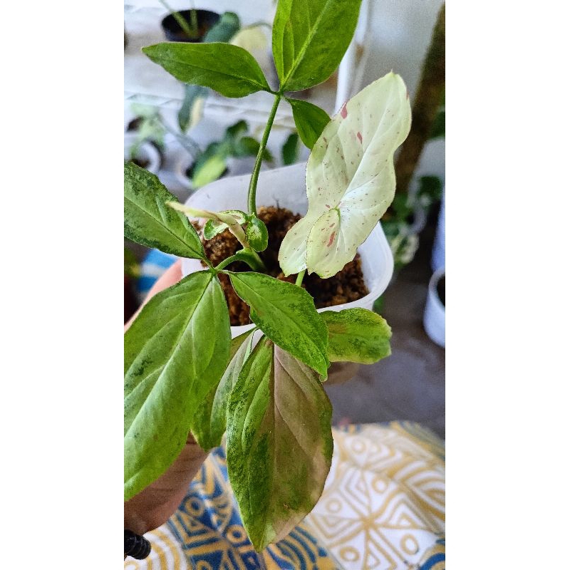 syngonium strawberry milk