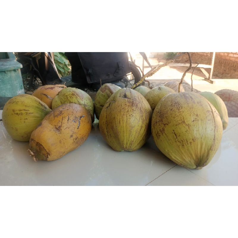 

Kelapa Kopyor Genjah Daerah Sumenep. Paon/kelapa kopyor