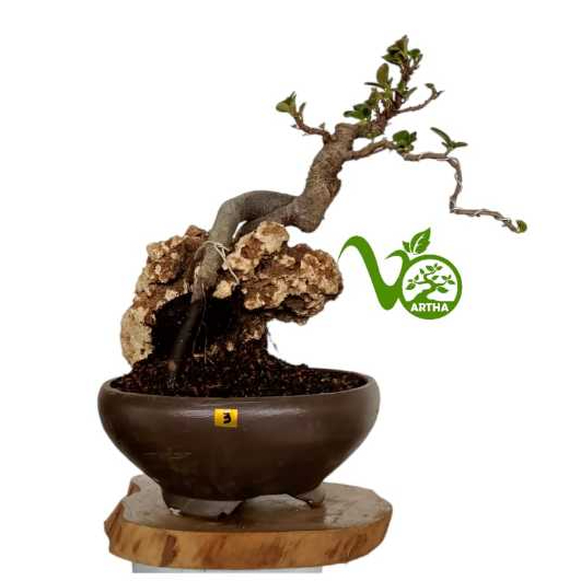 Bonsai Dolar Mangkok Pucuk Merah No. 3