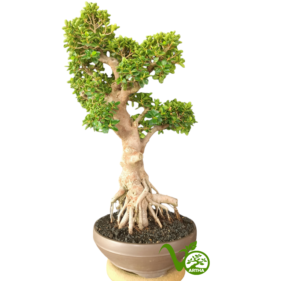 Bonsai Ficus Dolar Mangkok 01