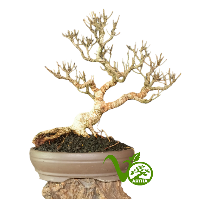 Bonsai Ficus Kimeng 01