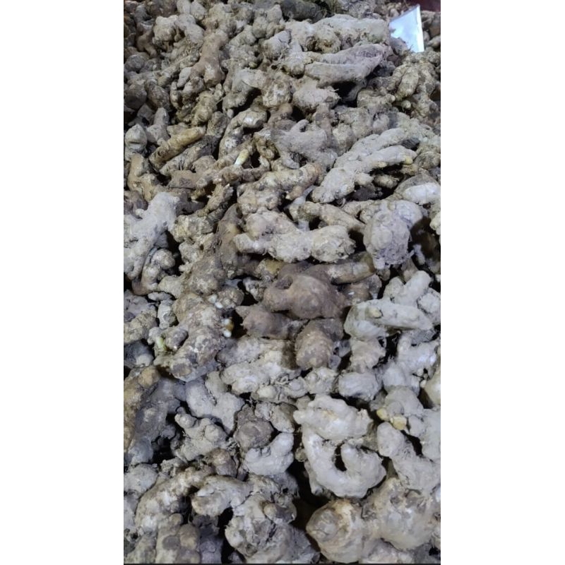 

Jahe Emprit Segar 1kg