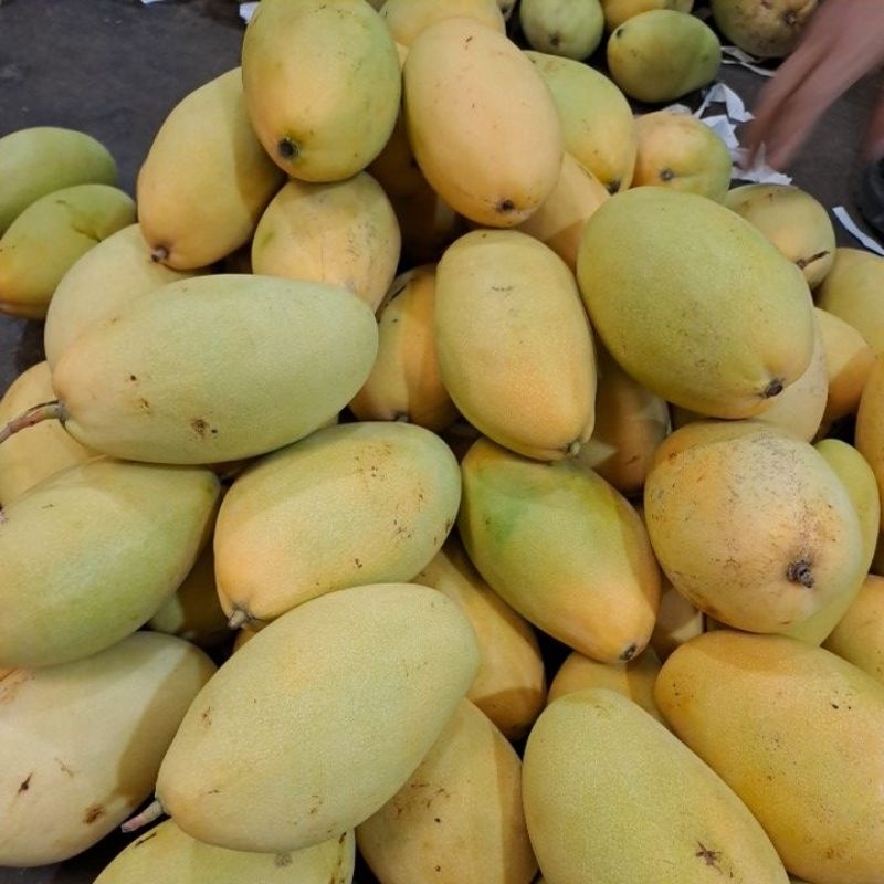 

mangga thailand lok may