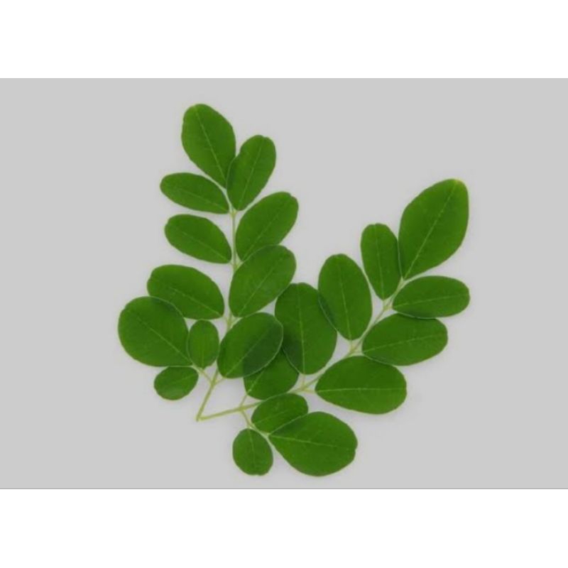 

Daun kelor segar 200 gramm