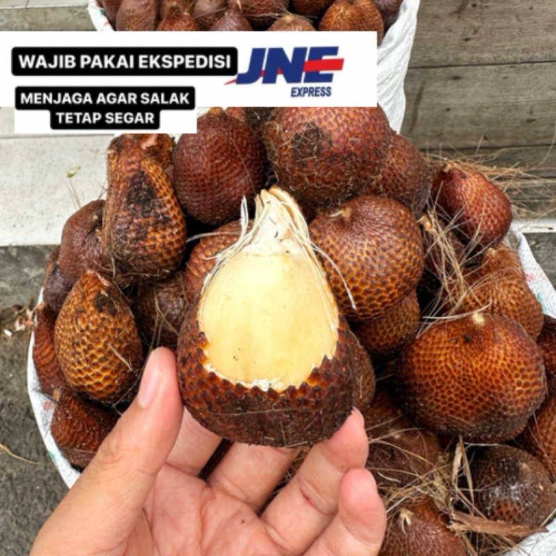 

(TIDAK BOLEH COD) 1 KILO SALAK ASLI SIDEMPUAN (WAJIB PAKAI JNE)