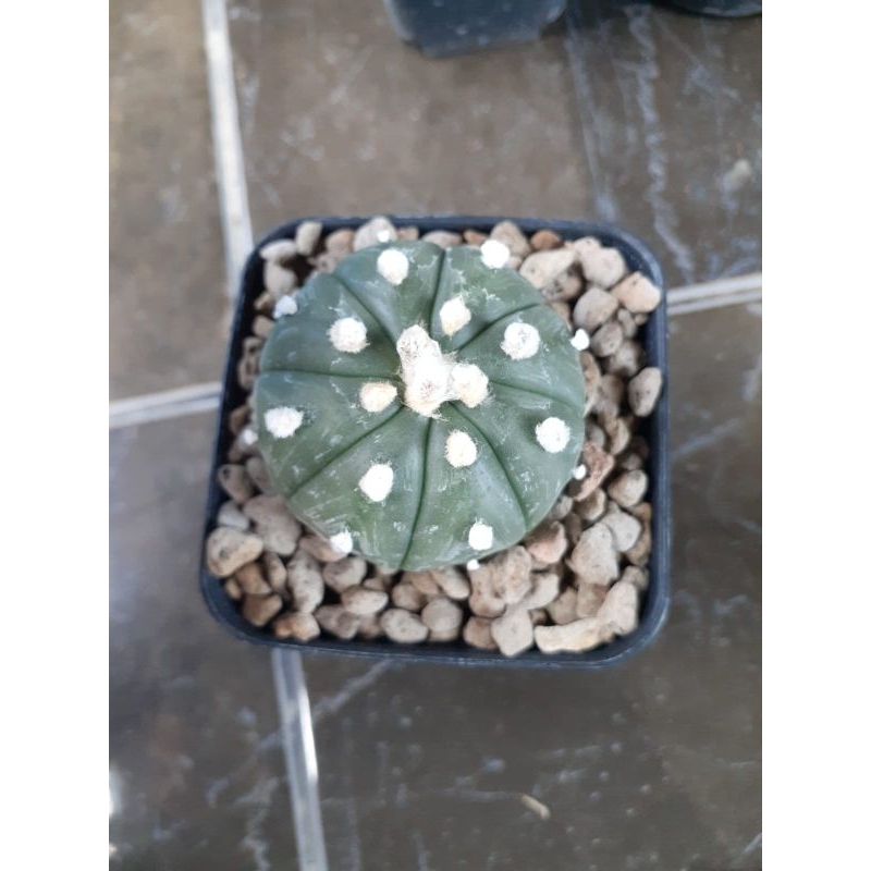 Astrophytum ooibo x asterias nudum