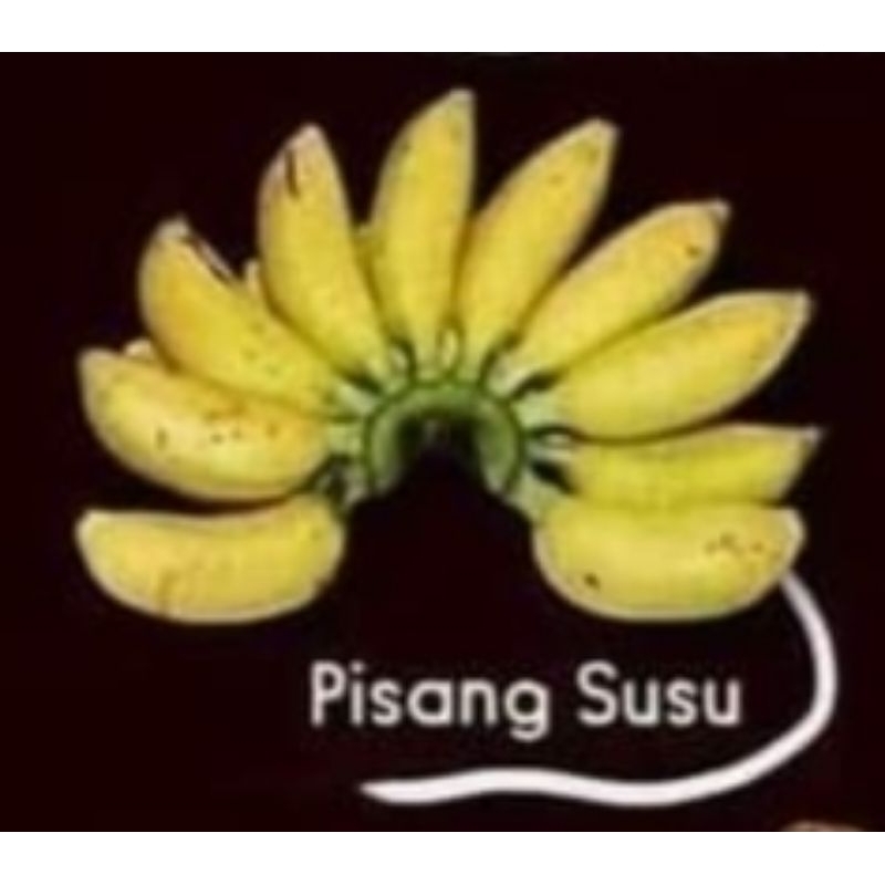 

Pisang susu Fresh aman luar jawa