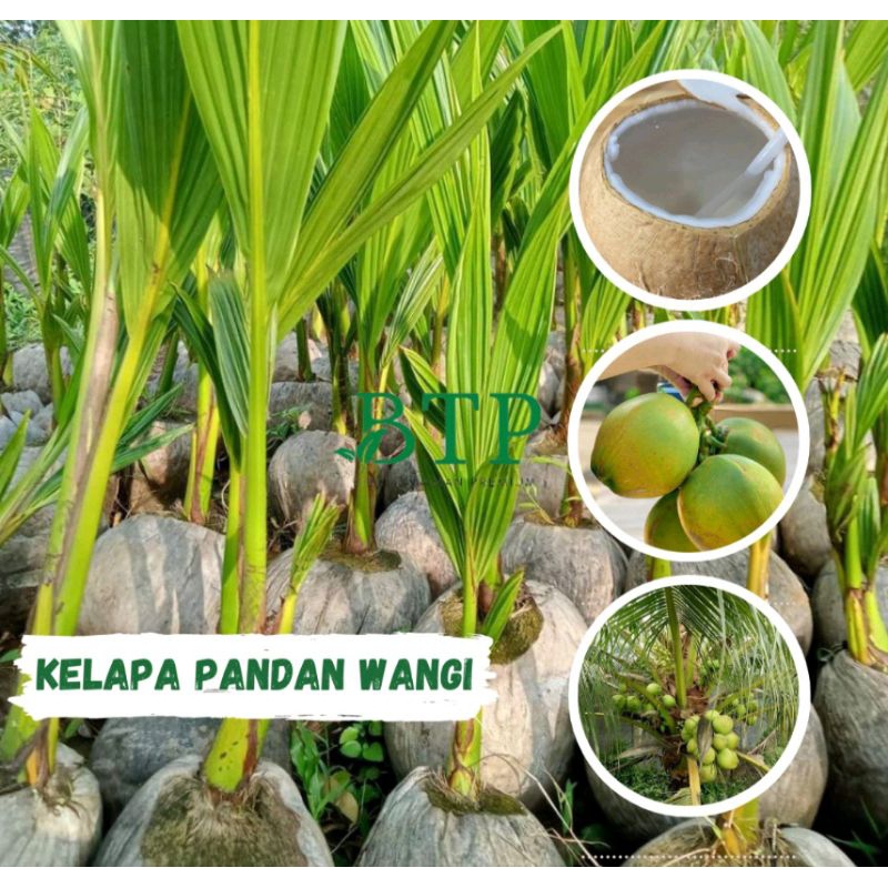 PAKET ORDER 5 BIBIT KELAPA PANDAN WANGI (BIBIT TANAMAN PREMIUM)