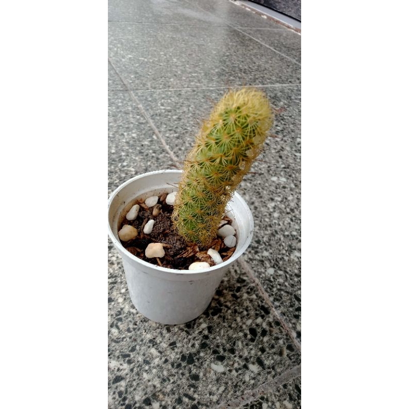 kaktus bunga ekor tupai ownroot