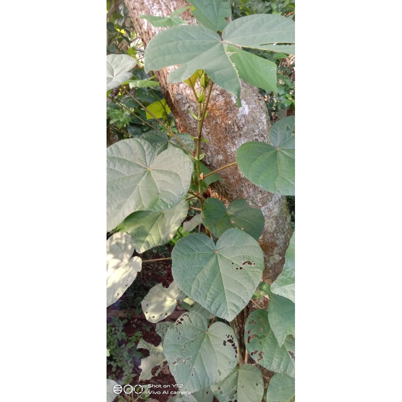 waru India hasil cangkok