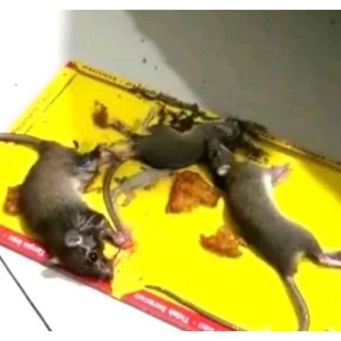 LEM TIKUS PAPAN PAGODA PERANGKAP TIKUS JEBAKAN TIKUS