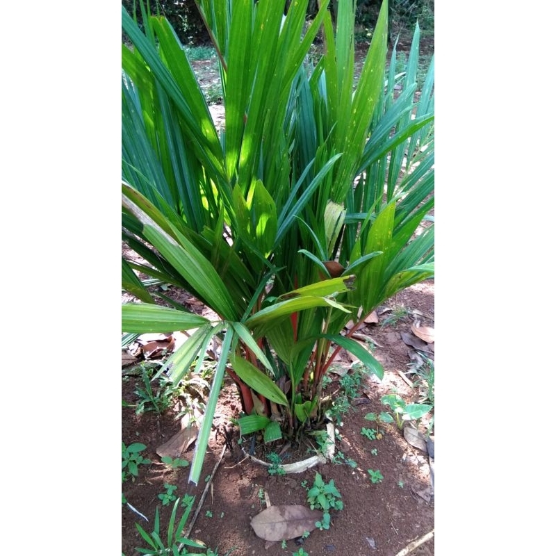 palem merah tanaman hidup