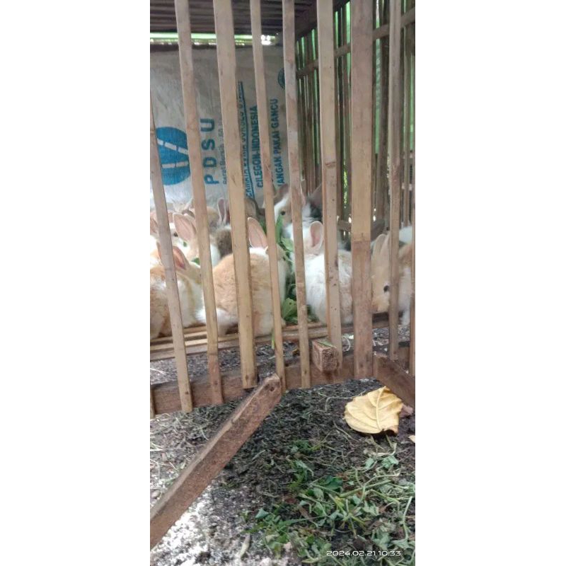 anakan kelinci lokal umur 1,5 bulan, order sebelum jam 10 di kirim di hari yang sama, garansi di har