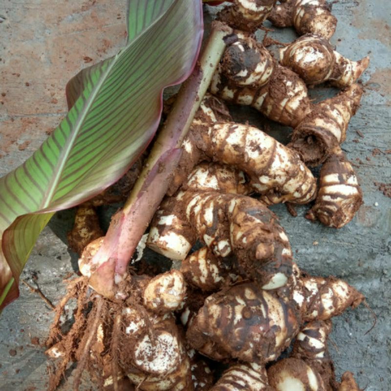 

1 Kg Umbi Ganyong Merah Segar / Ubi Gayong / Umbi Gayong