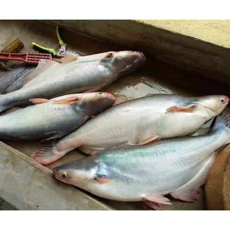

Ikan Patin Segar 500 gram