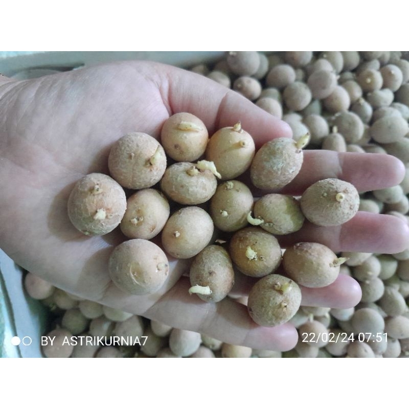 Bibit kentang g0 granola L (kelereng)