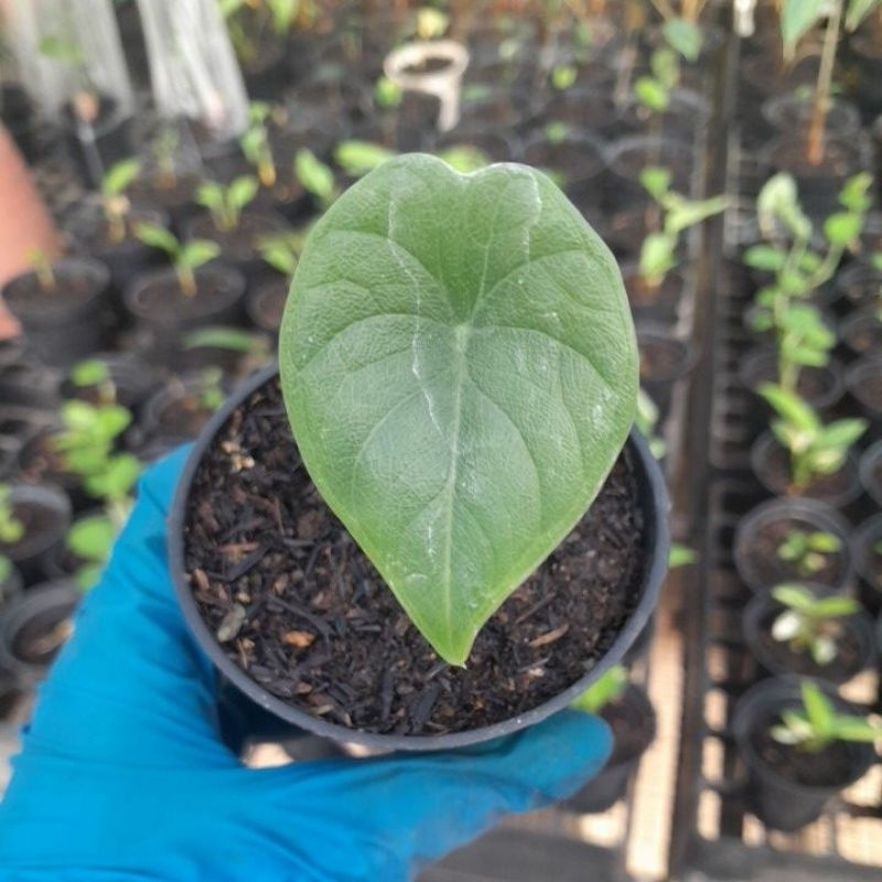 ALOCASIA MELO BADAK