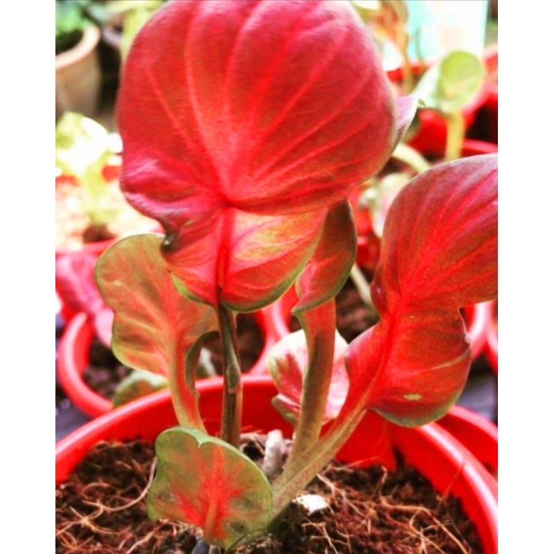 Caladium Double Leaf Tanaman Hias Keladi Double Leaf Tanaman Hias Murah Meriah Double Leaf Tanaman H