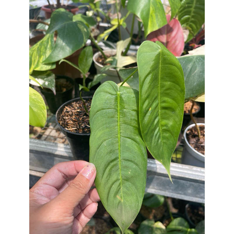 philodendron sharoniae