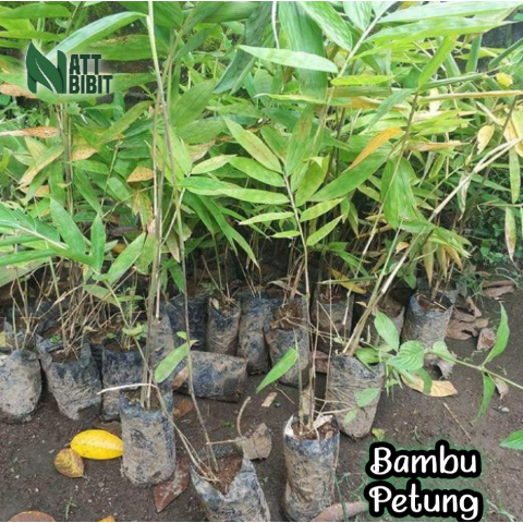 BIBIT TANAMAN BAMBU PETUNG SIAP TANAM