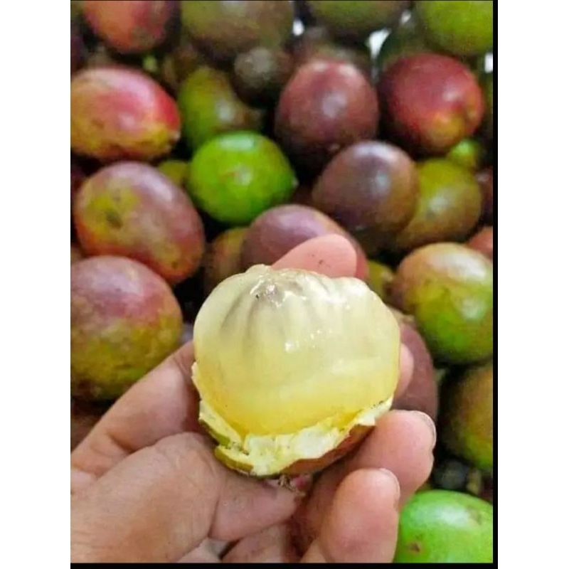 

BUAH MATOA FRESH