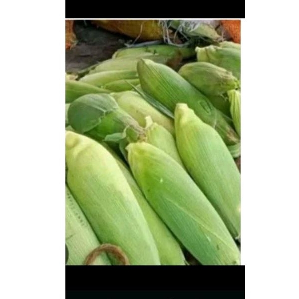 

Jagung manis 1biji