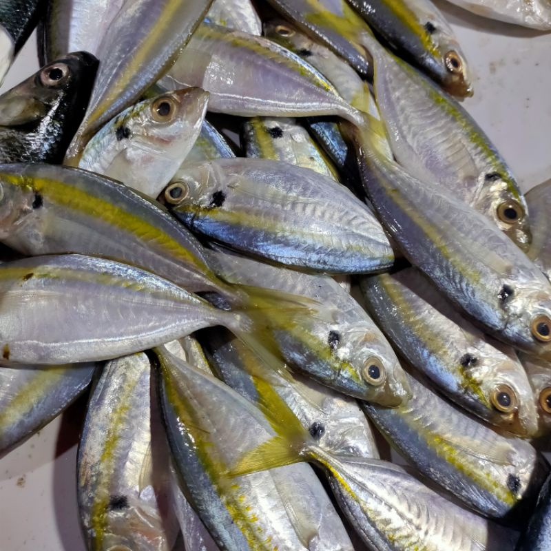 

Ikan Selar Segar 250/500 gram KIRIM INSTANT