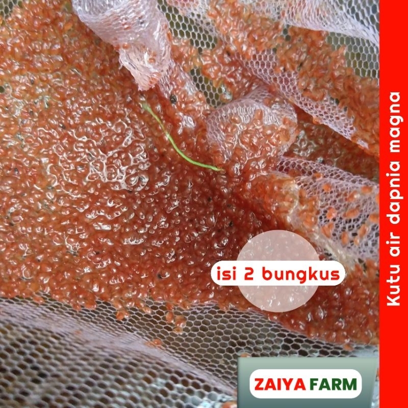 Kutu Air Hidup Daphnia Magna – Starter Bibit Kultur Pakan Ikan Cupang Guppy Murah