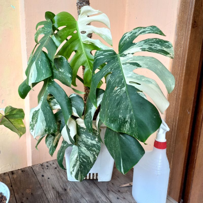 Monstera Variegata White Tiger