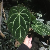 tanaman hias anthurium magnificum norte ekonomis