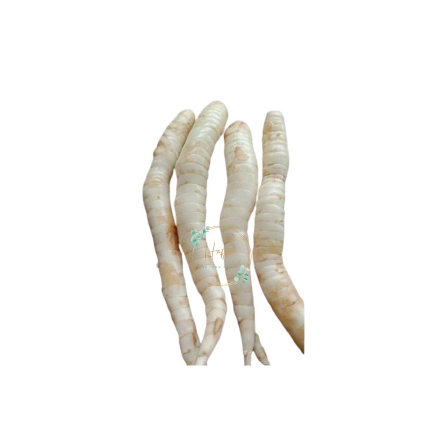 

Umbi Garit Segar Obat Asam Lambung Greed