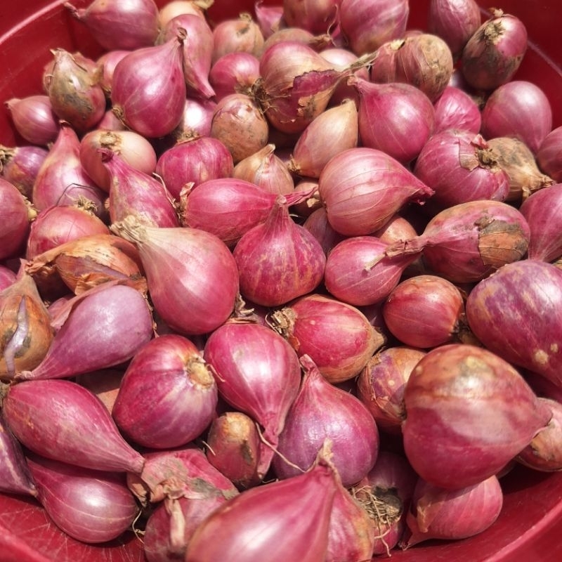 

Bawang merah super asli Probolinggo murah besar besar dan harum 1000gr