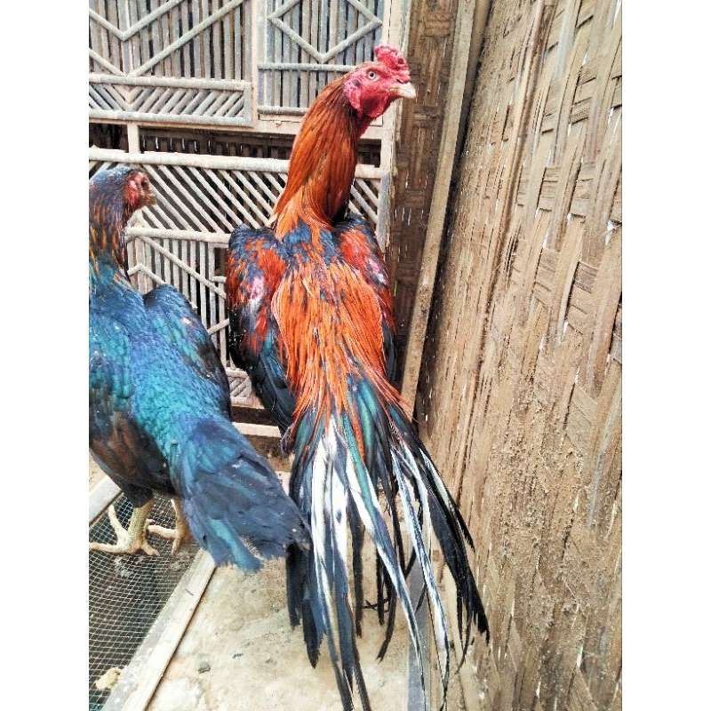 Ayam ekor lidi