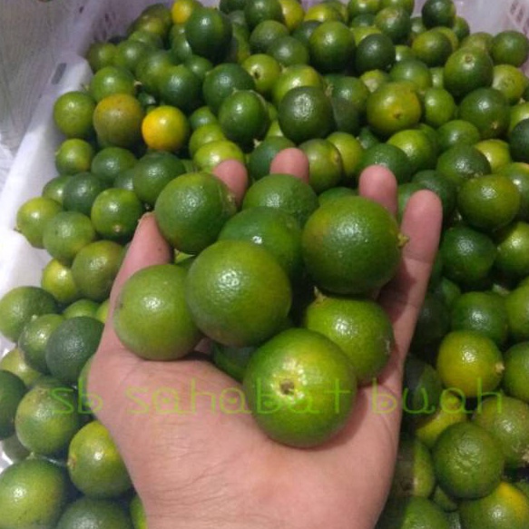 

XC26619 BUAH JERUK SONKIT JERUK KUNCI LEMON CUI 1KG