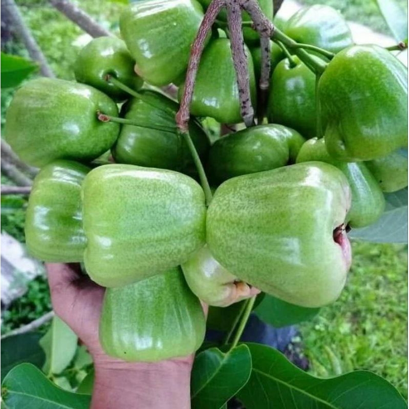 MURAH Bibit Jambu Air Khiojok