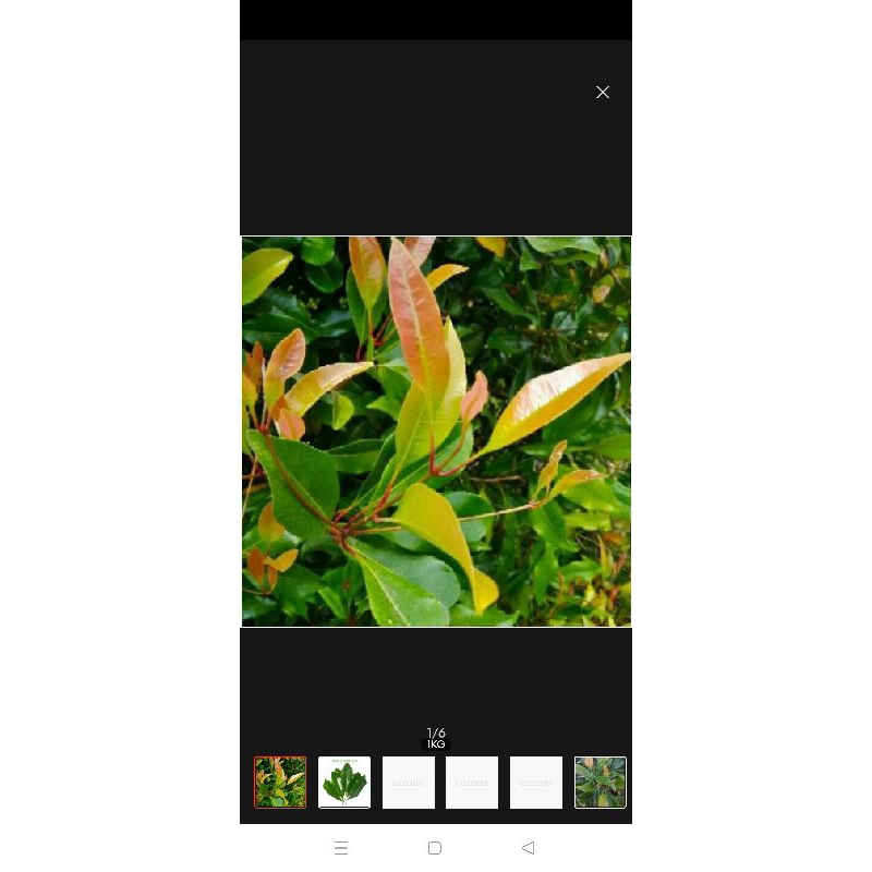 

Daun cengkeh segar 1kg