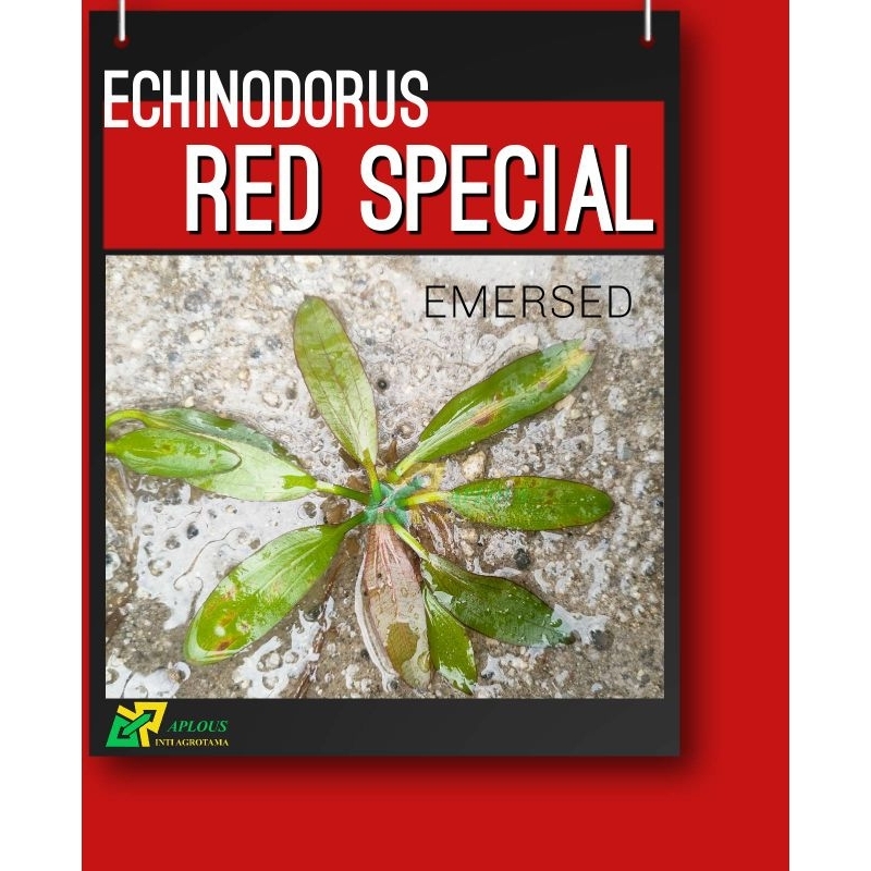 Echinodorus Red Special Tanaman Hiasan Aquarium