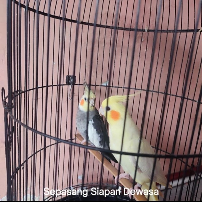 Kandang Falk Siapan Dewasa sudah kawin - Parkit Australia